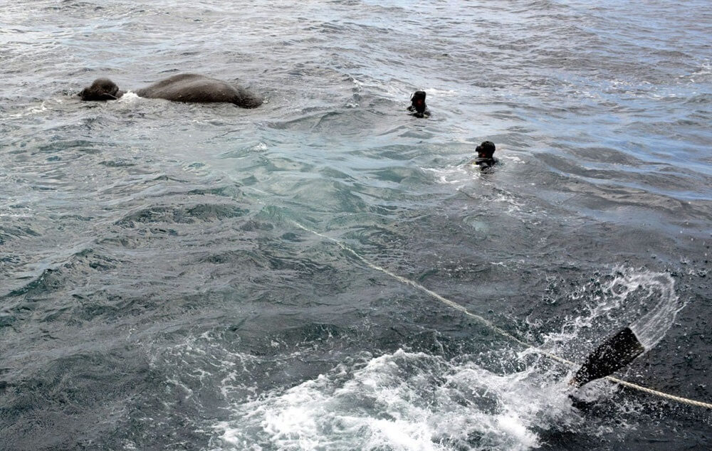 تصاویرنجات فیل ازدریا,عکس های عملیات نجات فیل,تصاویرنجات فیل رها شده در دریا