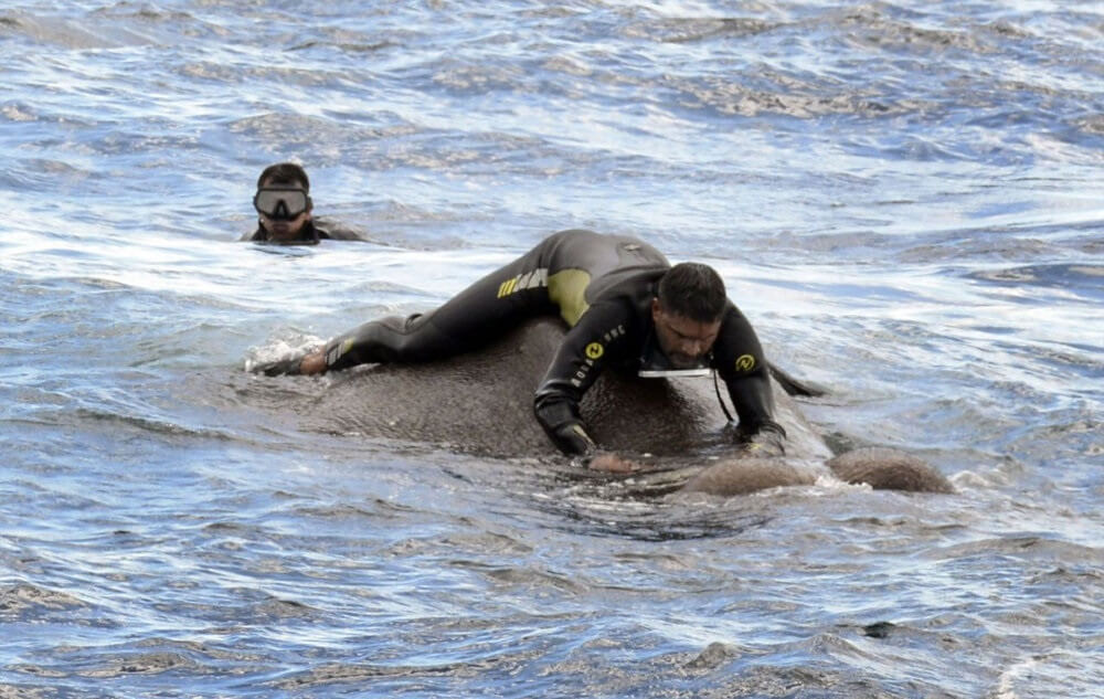 تصاویرنجات فیل ازدریا,عکس های عملیات نجات فیل,تصاویرنجات فیل رها شده در دریا