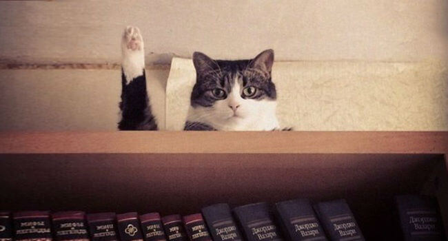 تصاویرصحنه های جالب گربه ها,عکس های صحنه های خنده دارگربه ها,تصاویرشکار لحظه های خنده دارگربه ها,