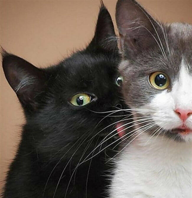 تصاویرصحنه های جالب گربه ها,عکس های صحنه های خنده دارگربه ها,تصاویرشکار لحظه های خنده دارگربه ها,