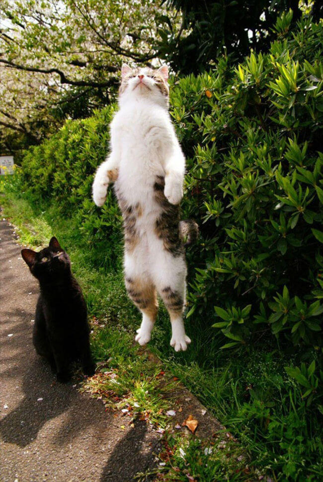 تصاویرصحنه های جالب گربه ها,عکس های صحنه های خنده دارگربه ها,تصاویرشکار لحظه های خنده دارگربه ها,