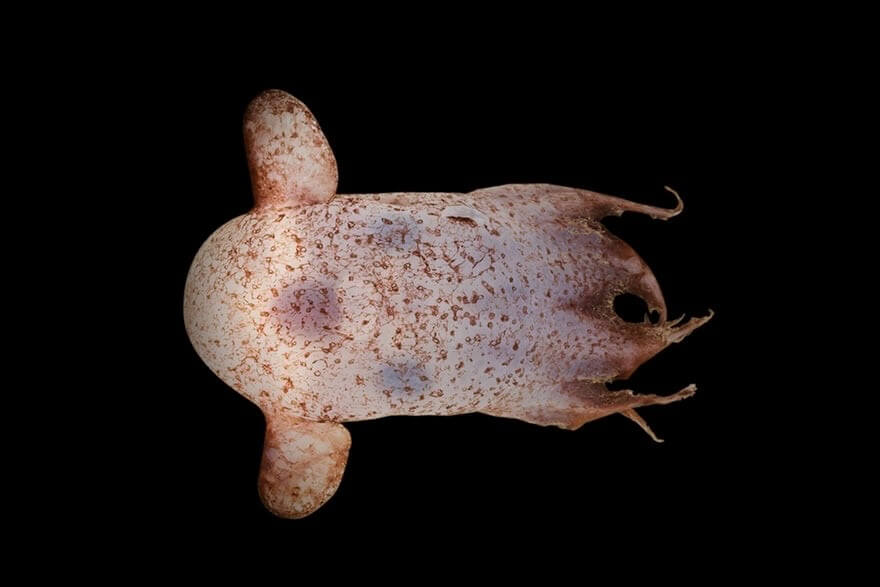 تصاویر عجیب ترین حیوانات دنیا,عکس های موجودات عجیب دریایی,تصاویر موجودات عجیب و قریب دریایی