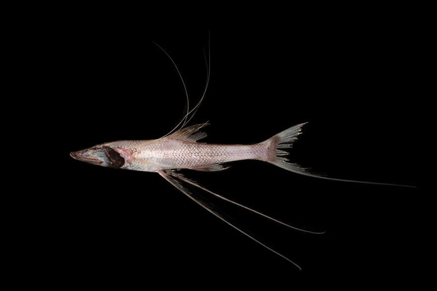 تصاویر عجیب ترین حیوانات دنیا,عکس های موجودات عجیب دریایی,تصاویر موجودات عجیب و قریب دریایی