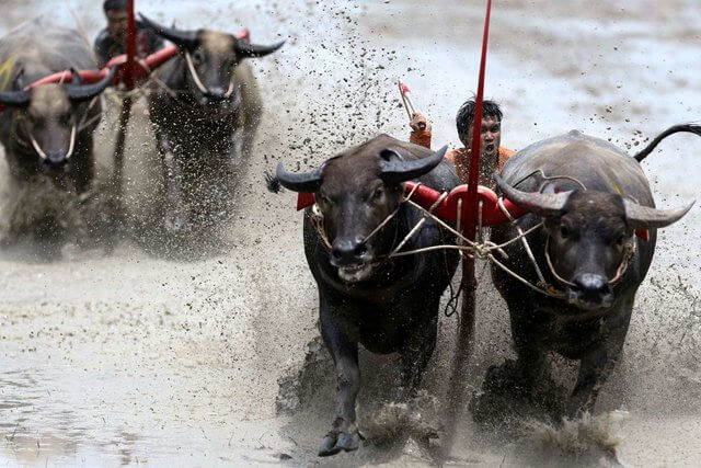 عکس های منتخب مسابقات ورزشی جهان در هفته سوم جولای,تصاویر قهرمانی راجرر فدرر در گرند سلم,تصاویر منتخب از مسابقات ورزشی جهان