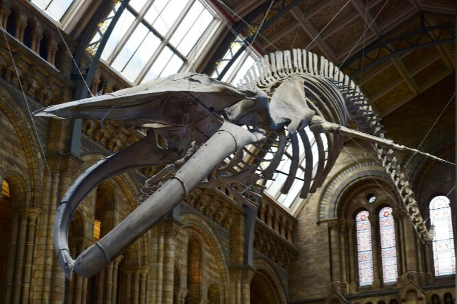 عکس های اسکلت نهنگ غول پیکر,تصاویر اسکلت نهنگ غول پیکر,عکس های موزه تاریخ طبیعی لندن