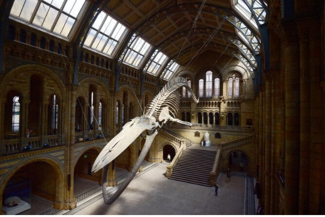 عکس های اسکلت نهنگ غول پیکر,تصاویر اسکلت نهنگ غول پیکر,عکس های موزه تاریخ طبیعی لندن