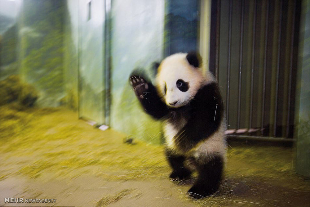 تصاویر گونه های درحال انقراض,عکسهای گونه های درحال انقراض,عکس گونه های در حال انقراض