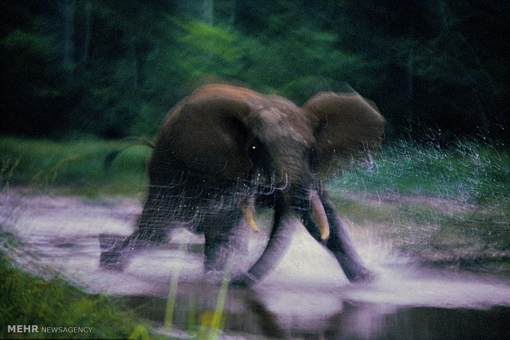 تصاویر گونه های درحال انقراض,عکسهای گونه های درحال انقراض,عکس گونه های در حال انقراض