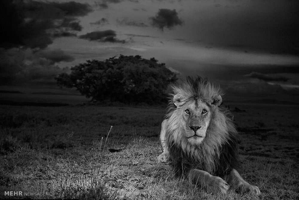 تصاویر گونه های درحال انقراض,عکسهای گونه های درحال انقراض,عکس گونه های در حال انقراض