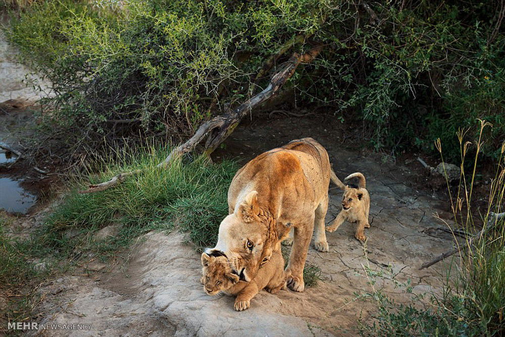 تصاویر گونه های درحال انقراض,عکسهای گونه های درحال انقراض,عکس گونه های در حال انقراض