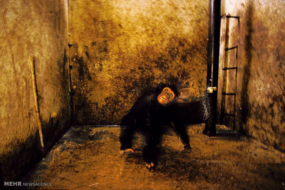 تصاویر گونه های درحال انقراض,عکسهای گونه های درحال انقراض,عکس گونه های در حال انقراض