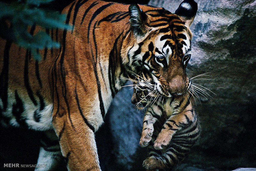 تصاویر گونه های درحال انقراض,عکسهای گونه های درحال انقراض,عکس گونه های در حال انقراض