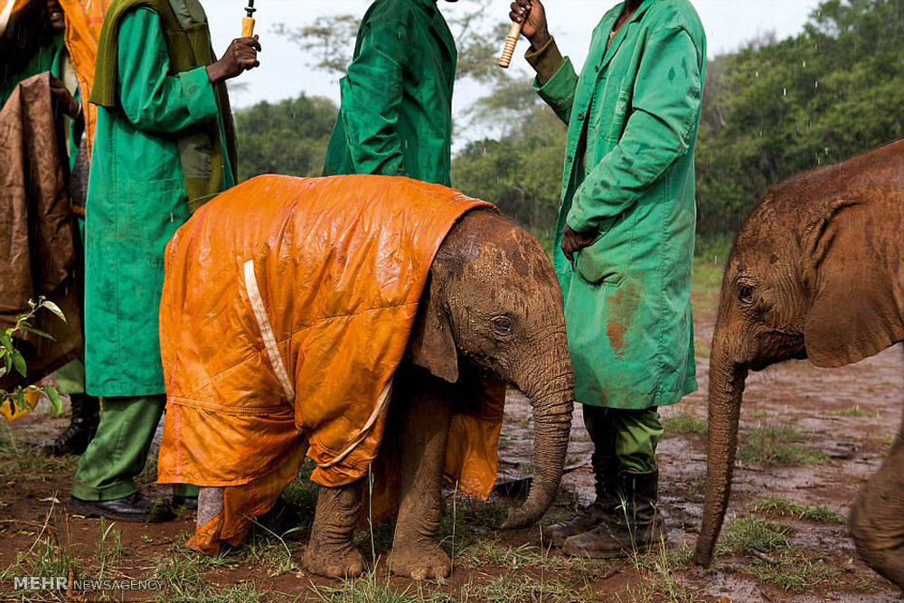 تصاویر گونه های درحال انقراض,عکسهای گونه های درحال انقراض,عکس گونه های در حال انقراض