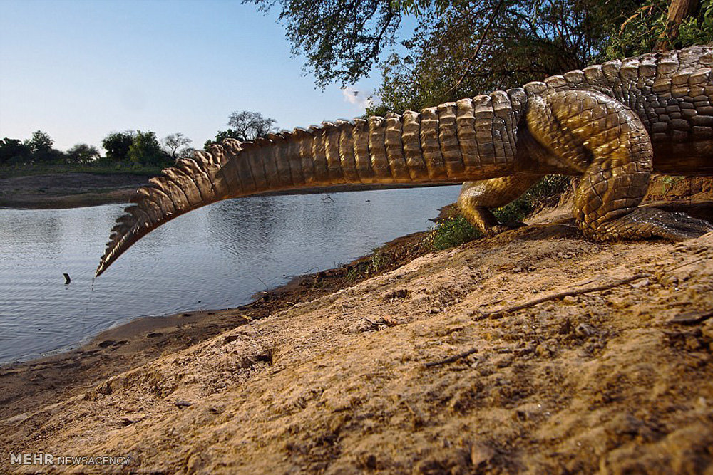 تصاویر گونه های درحال انقراض,عکسهای گونه های درحال انقراض,عکس گونه های در حال انقراض
