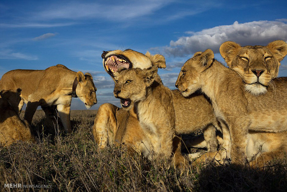 تصاویر گونه های درحال انقراض,عکسهای گونه های درحال انقراض,عکس گونه های در حال انقراض
