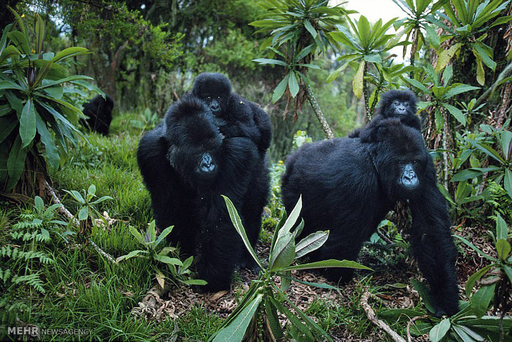 تصاویر گونه های درحال انقراض,عکسهای گونه های درحال انقراض,عکس گونه های در حال انقراض