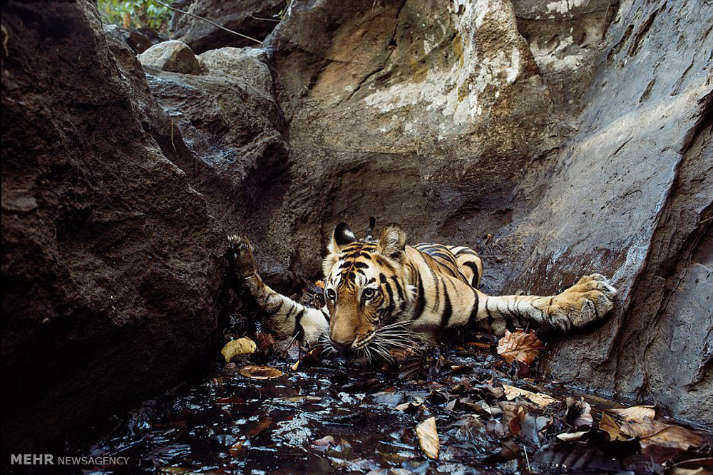 تصاویر گونه های درحال انقراض,عکسهای گونه های درحال انقراض,عکس گونه های در حال انقراض