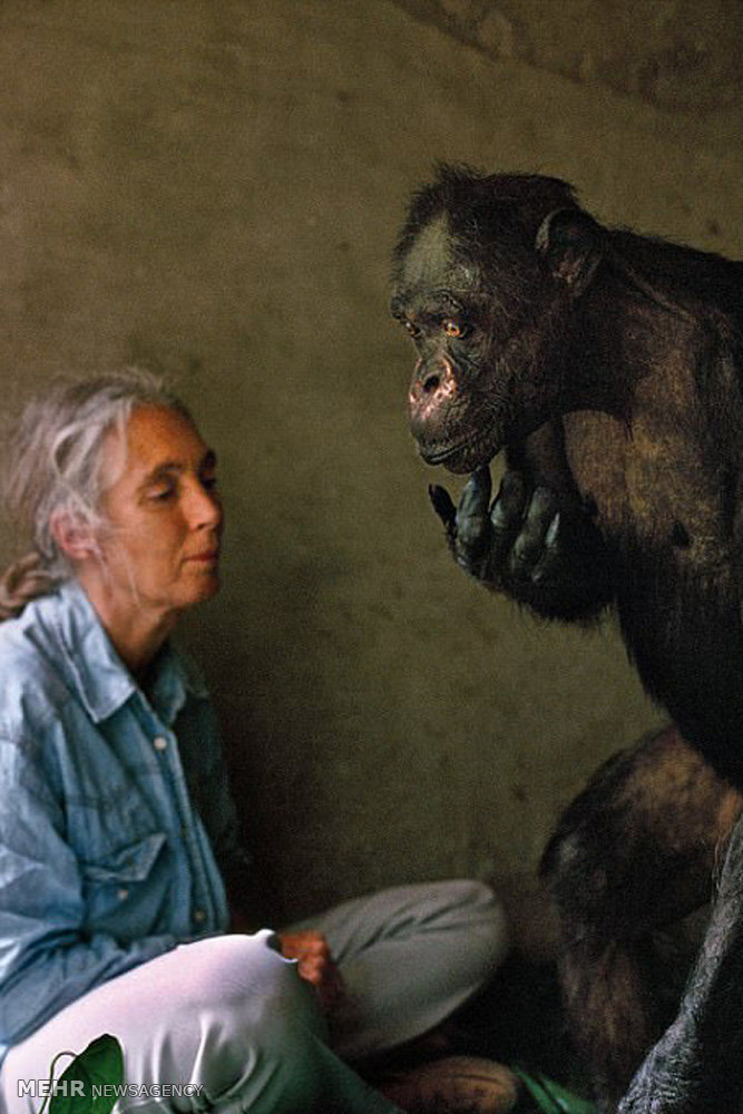 تصاویر گونه های درحال انقراض,عکسهای گونه های درحال انقراض,عکس گونه های در حال انقراض