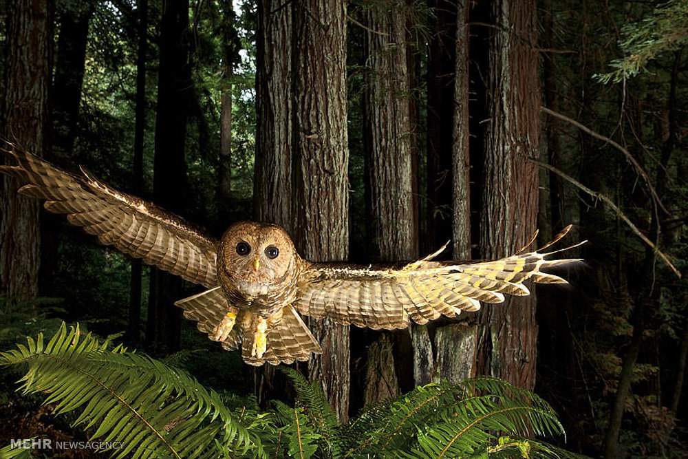 تصاویر گونه های درحال انقراض,عکسهای گونه های درحال انقراض,عکس گونه های در حال انقراض