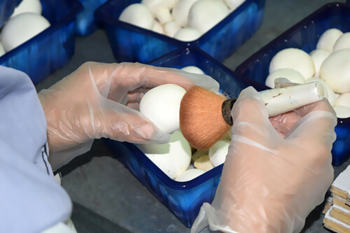 زنان بسته‌بند قارچ,اخبار اجتماعی,خبرهای اجتماعی,خانواده و جوانان