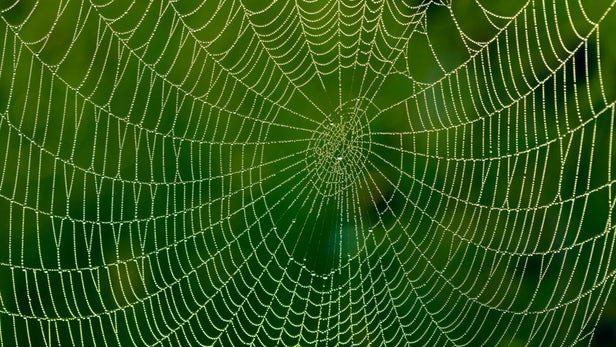 عنکبوت گرافن,اخبار علمی,خبرهای علمی,اختراعات و پژوهش
