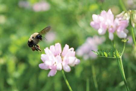 اخبار علمی,خبرهای علمی,اختراعات و پژوهش,پرواز زنبور عسل