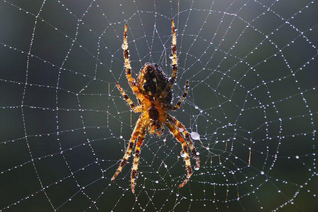 تارهای عنکبوت,اخبار علمی,خبرهای علمی,طبیعت و محیط زیست