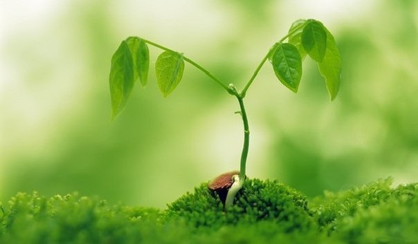 تنش گرمایی گیاهان,اخبار علمی,خبرهای علمی,طبیعت و محیط زیست