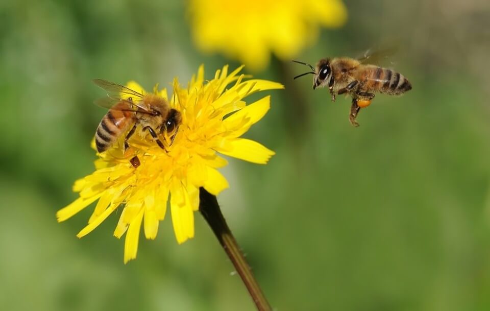 اخبار علمی,خبرهای علمی,طبیعت و محیط زیست,زنبورعسل