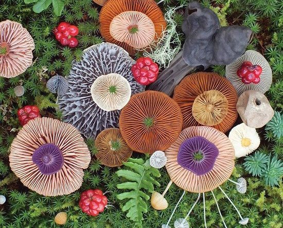 قارچ های زیبا,اخبار جالب,خبرهای جالب,خواندنی ها و دیدنی ها