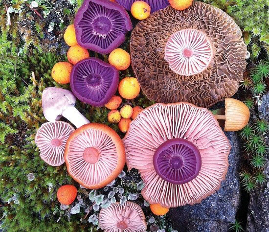 قارچ های زیبا,اخبار جالب,خبرهای جالب,خواندنی ها و دیدنی ها