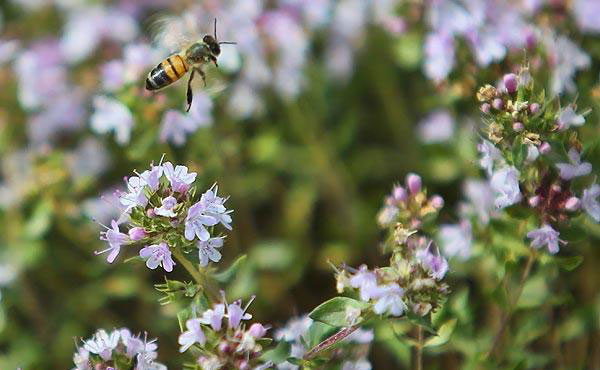 اخبار علمی,خبرهای علمی,اختراعات و پژوهش,نحوه پرواز زنبور عسل
