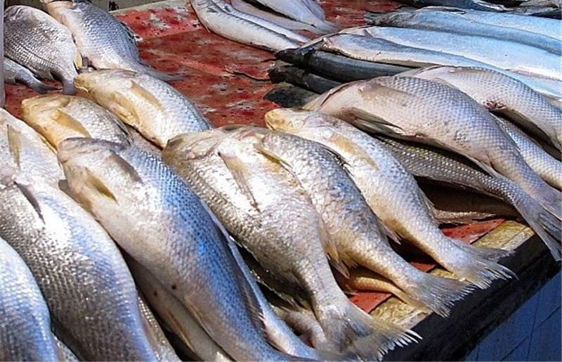 ماهی,اخبار اقتصادی,خبرهای اقتصادی,کشت و دام و صنعت