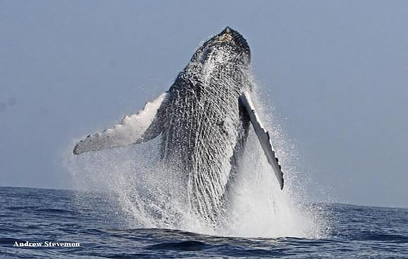 اخبار علمی,خبرهای علمی,طبیعت و محیط زیست,نهنگ گوژپشت