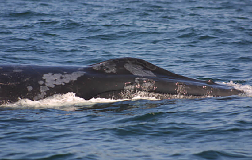 اخبار علمی,خبرهای علمی,طبیعت و محیط زیست,نهنگ گوژپشت