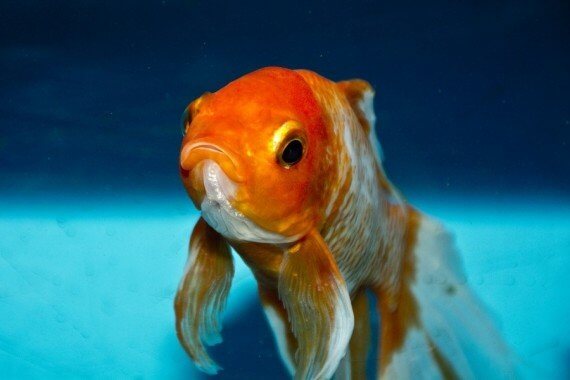 ماهی قرمز,اخبار علمی,خبرهای علمی,پژوهش