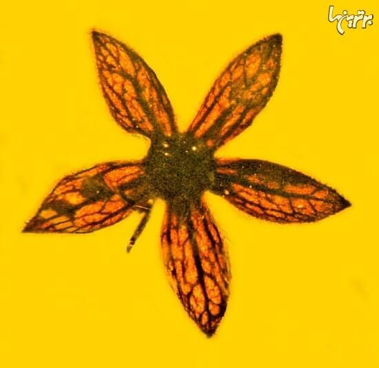 گل گل,اخبار جالب,خبرهای جالب,خواندنی ها و دیدنی ها