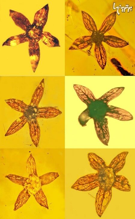 گل گل,اخبار جالب,خبرهای جالب,خواندنی ها و دیدنی ها