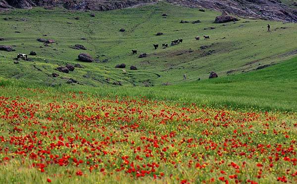 سید حسن خمینی،سیاست،خبرهای سیاسی،اخبار سیاسی اخبار سیاسی,خبرهای سیاسی,سیاست,سید حسن خمینی