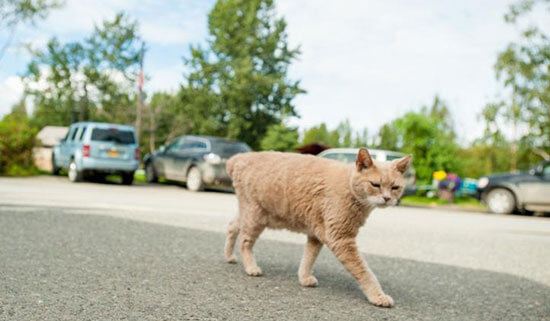 اخبار جالب,خبرهای جالب,خواندنی ها و دیدنی ها,مرگ گربه در آلاسکا