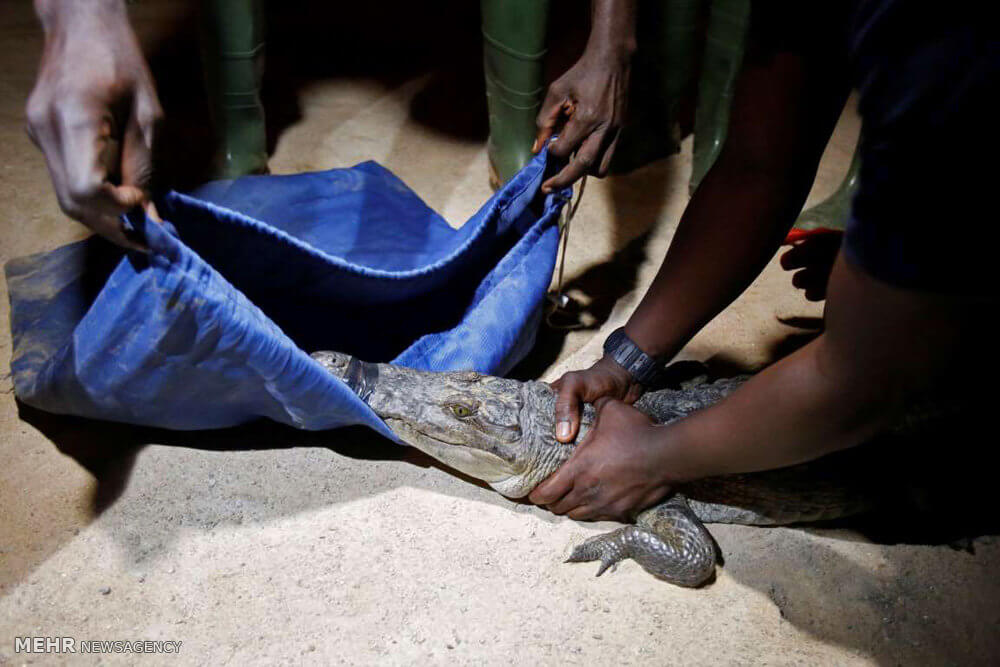 عکس های شکار کروکودیل زنده در ساحل عاج,تصاویر شکار کروکودیل زنده در ساحل عاج,عکس های شکار تمساح زنده در آفریقا