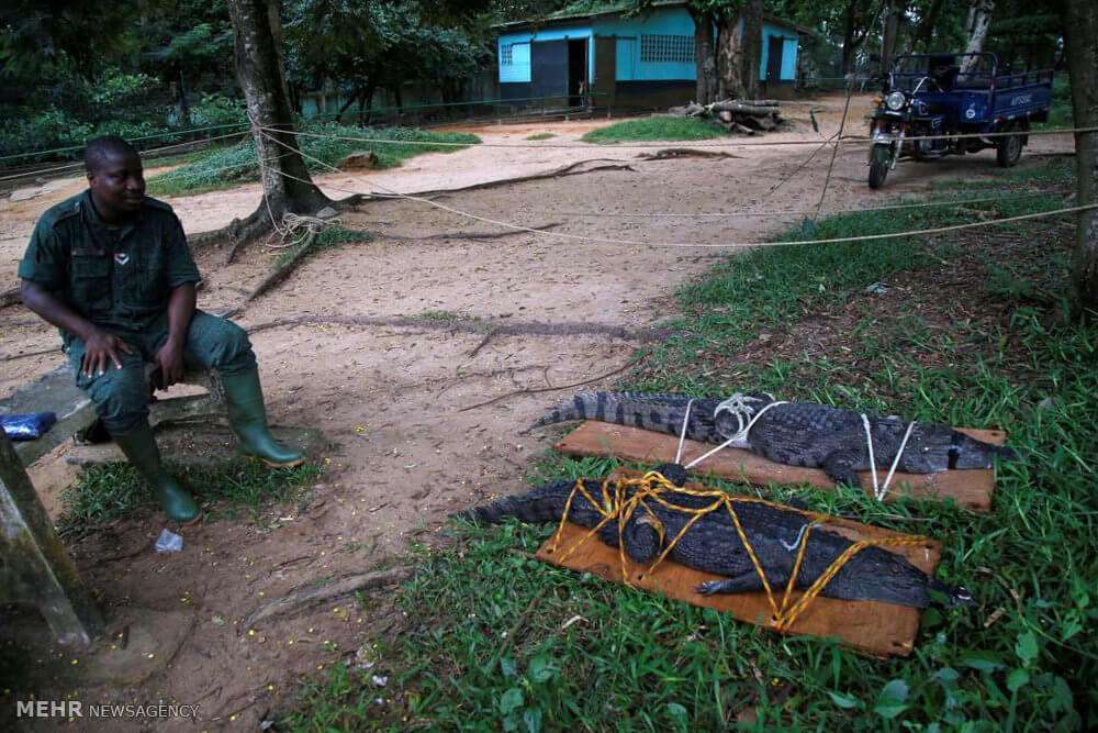 عکس های شکار کروکودیل زنده در ساحل عاج,تصاویر شکار کروکودیل زنده در ساحل عاج,عکس های شکار تمساح زنده در آفریقا