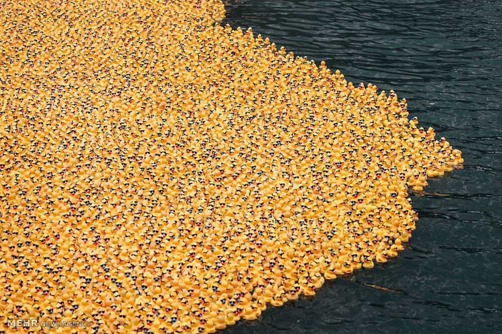 عکس های اردک های پلاستیکی در رودخانه شیکاگو,تصاویر اردک های پلاستیکی در رودخانه شیکاگو,تصاویر مسابقه اردک های پلاستیکی در رودخانه شیکاگو