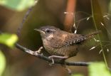 پرنده ی Lyalls wrens,اخبار جالب,خبرهای جالب,خواندنی ها و دیدنی ها