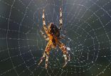 تارهای عنکبوت,اخبار علمی,خبرهای علمی,طبیعت و محیط زیست