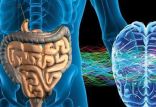 اخبار پزشکی,خبرهای پزشکی,مشاوره پزشکی,تاثیر باکتری های روده بر مغز