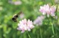 اخبار علمی,خبرهای علمی,اختراعات و پژوهش,پرواز زنبور عسل