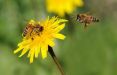 اخبار علمی,خبرهای علمی,طبیعت و محیط زیست,زنبورعسل