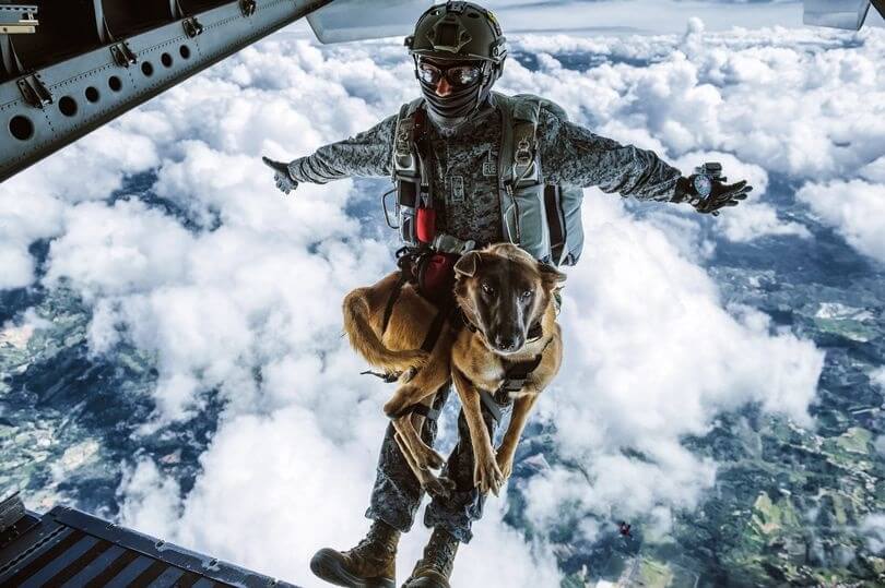 تصاویر پرش سگ‌های جنگی از ارتفاع ۴۳۰۰ متری,تصویر پرش سگ‌های جنگی از ارتفاع ۴۳۰۰ متری,عکس پرش سگ‌های جنگی از ارتفاع ۴۳۰۰ متری