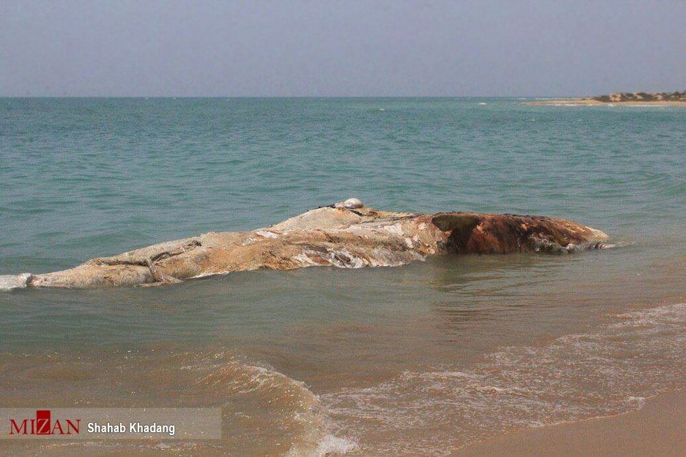 تصاویر مرگ نهنگ در ساحل خلیج‌ فارس,عکس های مرگ نهنگ در ساحل خلیج‌ فارس,مرگ نهنگ در ساحل خلیج‌ فارس